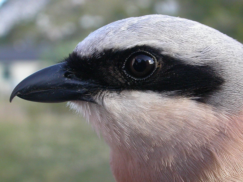 Red-backed Shrike, Sundre